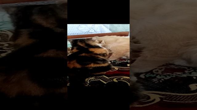VID_20230509_195355 кошачьи нежности смотреть онлайн