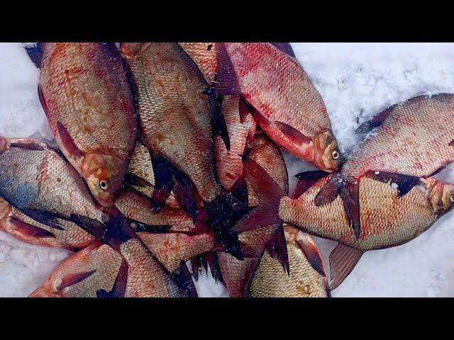 ОН ПРИХОДИТ ТОЛЬКО НОЧЬЮ!!! РЫБАЛКА С НОЧËВКОЙ На ЛЕЩА!! смотреть онлайн