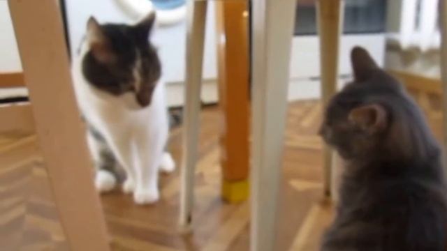 Вот такие шуры - муры у кошки с котом. смотреть онлайн