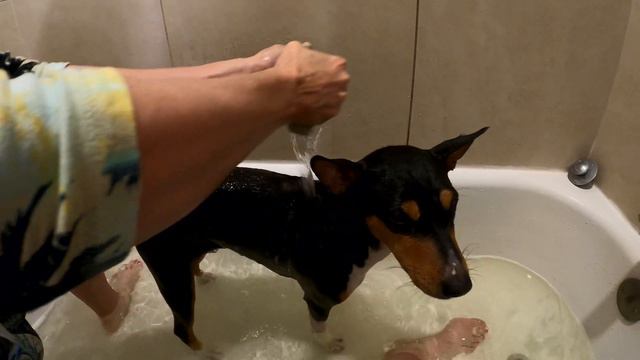 Welcome To Basenji Spa! | Zulu and Zinga Bath Time! смотреть онлайн
