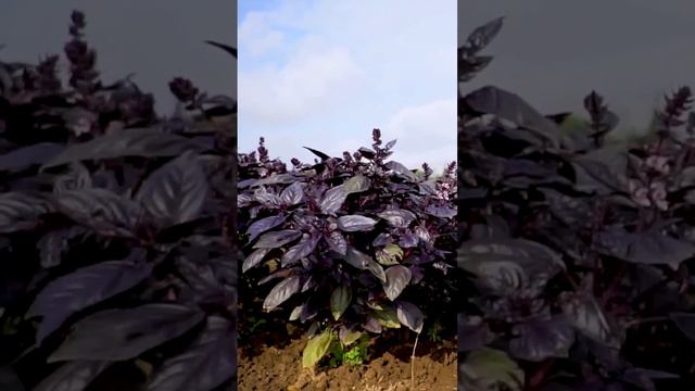 Строительный Компас