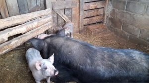 Купил поросят и забой свиньи🐖 Сколько заработал⁉️
