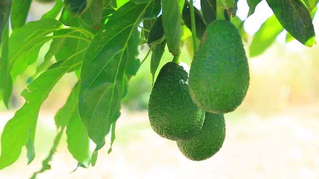 CultivAid's 2020 Field Tutorial, Video 3 Avocado смотреть онлайн