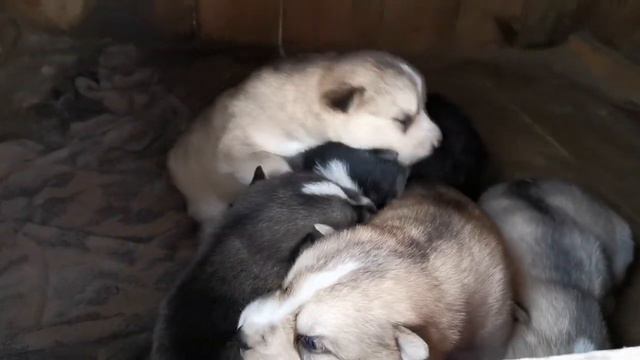 Husky puppies 18 days old | Щенки хаски возраст 18 дней смотреть онлайн