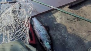 Рыбалка на Кольском полуострове. Ловля кумжи. Троллинг. Озеро Пиренга