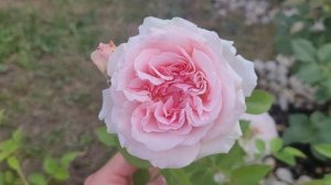 Английская роза "Миранда" (Miranda)