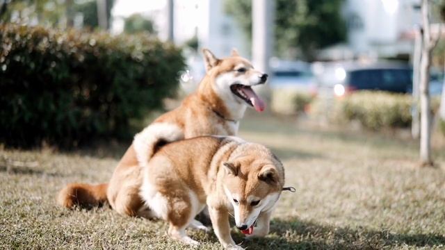 半年用车体验，长安UNI K车主怎么说？ смотреть онлайн