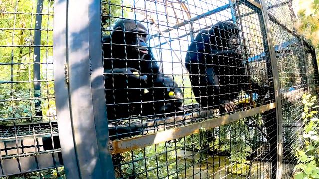 ПУТЕШЕСТВИЕ в парк ЛЬВОВ Тайган смотреть онлайн