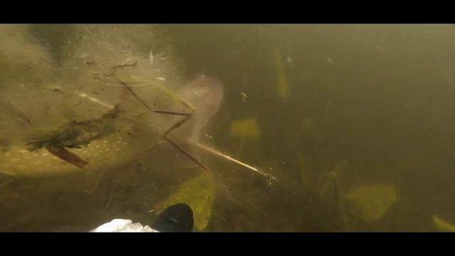 Подводная охота на Финском заливе 2020 #рыбалка #подводная охота смотреть онлайн