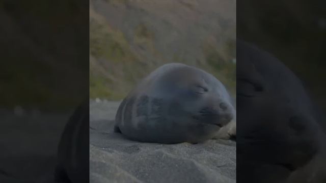 На суше тюлени тюлени передвигаются на передних ластах, смотреть онлайн