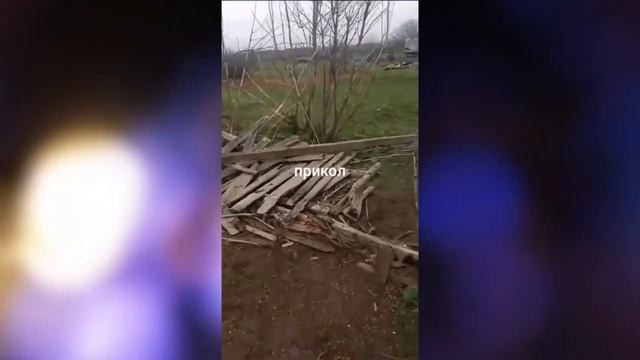 Попу мыть нужно каждый день Забавные животные смотреть онлайн