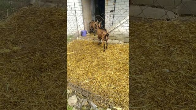 Мои Альпийские козы/ Наслаждаемся солнечным днём ☀️?☺️♥️ смотреть онлайн