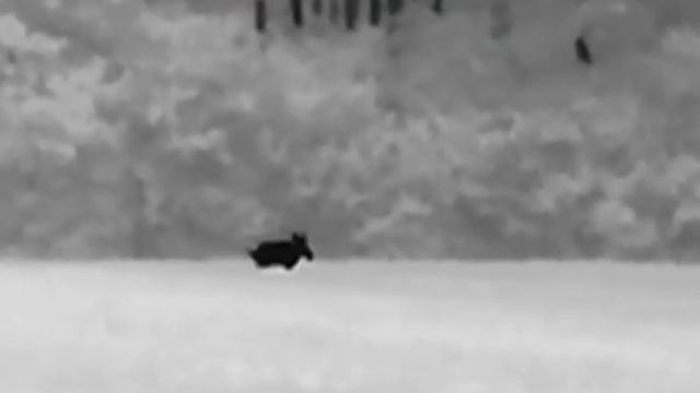 Hikvision Hikmicro Lynx Pro LH 15, duża wataha i strzał do dzika смотреть онлайн