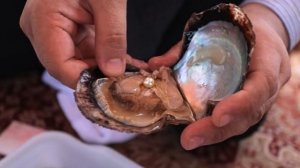 Что такое жемчуг и откуда он берется? Все о жемчуге 1. Софья Мор.