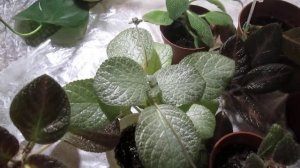 Эписции. Советую всем : лучшие сорта моей коллекции !