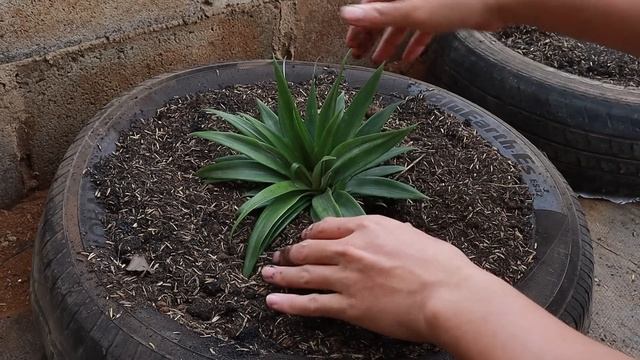 Amazing Idea | I didn't expect it to be so easy to grow pineapple on the terrace смотреть онлайн