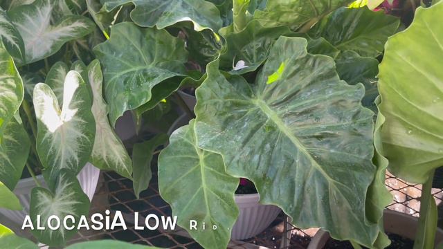 Plant Shopping and Haul at Home Depot Key West ||Beautiful Philodendron McColley's Finale Kokedamas смотреть онлайн