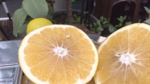 Грейпфрут Дункан в теплице Киевской обл.