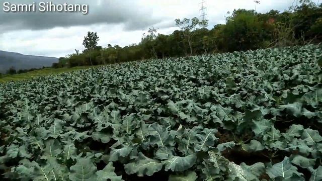 Cara Memperbesar Bunga Brokoli Tanpa Aplikasi Zat Apapun