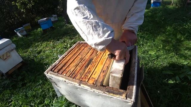 Круглый год сильные семьи. Серия. Часть 5. Ставим кормушки для сиропа. смотреть онлайн