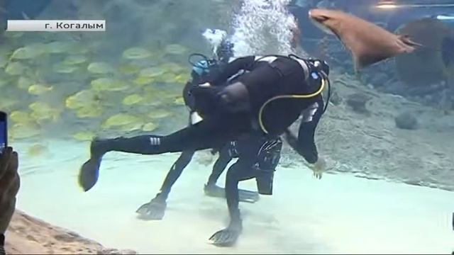 Клуб парадайвинга из Когалыма пригласил всех жителей с ОВЗ погрузиться с аквалангом