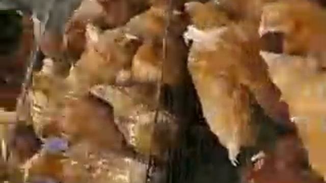 Цыплята бройлеры Лучшие породы смотреть онлайн