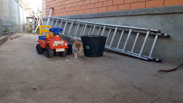 male for sale сиба ину 8/09/2017 смотреть онлайн