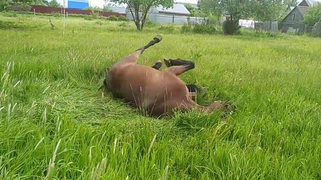 Первый выход в поле после зимы. смотреть онлайн