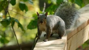 Кто живет в лесу? - Дикие животные леса. Лесные животные для детей - Животные для детей