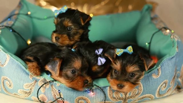 Щенки йорка мальчики/ питомник йоркширских терьеров смотреть онлайн