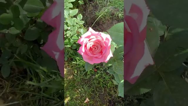 Роза Мириам смотреть онлайн