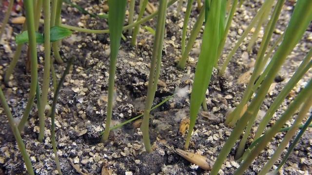 Oats grow смотреть онлайн