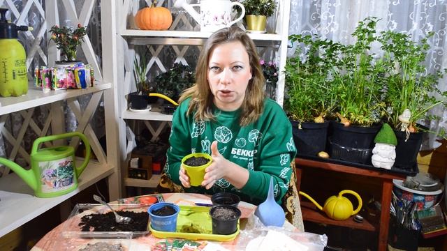 Когда сеять томаты? Как прорастить семена томатов ? Выращивание рассады, замачивания, посев и уход смотреть онлайн