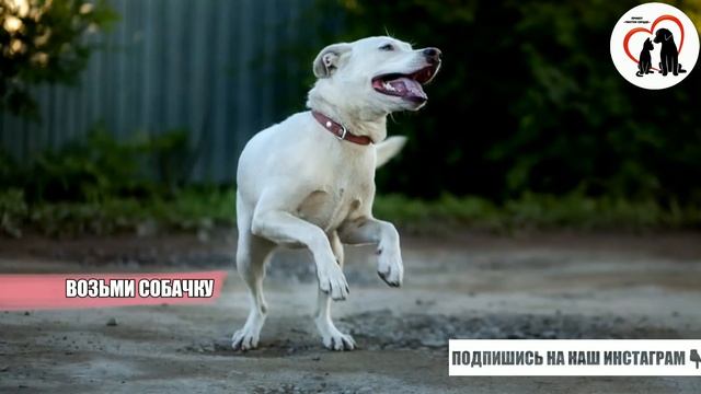 Наша жемчужина Белла ?? смотреть онлайн