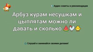 Арбуз курам несушкам и цыплятам можно ли давать и сколько ???