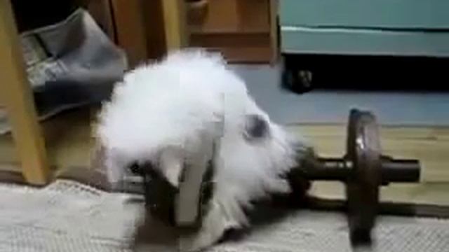 Котенок пытается взять вес смотреть онлайн