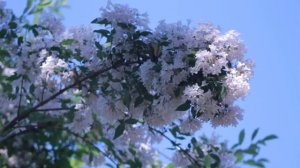 Миллионер уже попрощался с угасающей дочерью и вышел из больницы. Но услышав от гадалки предсказани