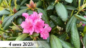 Рододендрон/ цветение / уход / подкормки / цветение в 2021г / 2022г