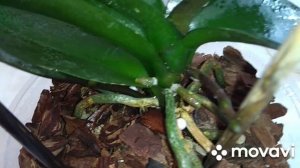 Цветочные новости.Апрель.Часть 2.