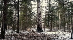 Натаска лайки по кунице в лесу //  Имитация максимально реальных условий