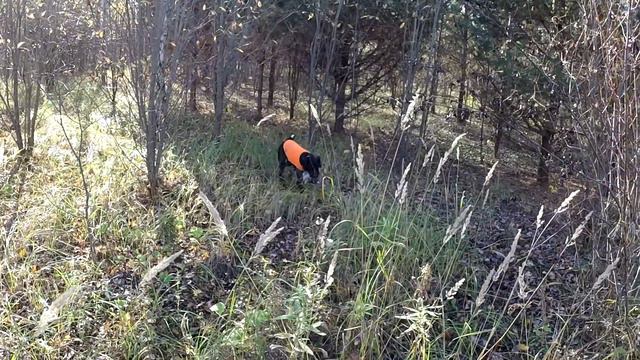 Woodcock Hunting 2020. смотреть онлайн