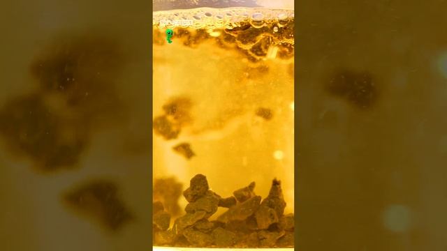 Почему рассыпной чай лучше взвешивать перед завариванием #shorts смотреть онлайн