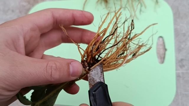 Скрытая проблема! фитофтороз клубники, наглядно !!!! смотреть онлайн