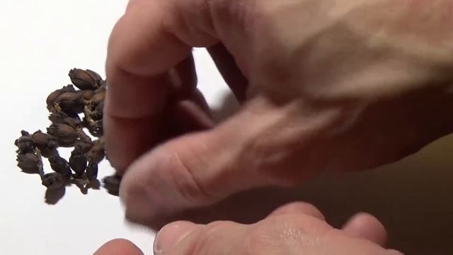 Посадка туи семенами. смотреть онлайн