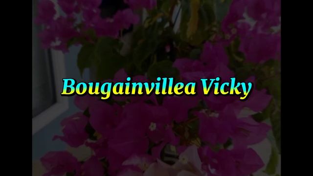 EXTREMELY RARE BOUGAINVILLEA VARIETIES/BOUGAINVILLEA FLOWERS WITH NAMES @margiepulido21 смотреть онлайн