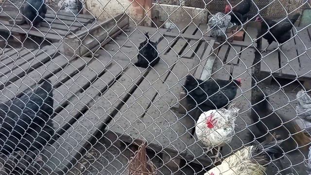 вот это новость! Подселила уток к курам🐔Что теперь будет? 🤔 смотреть онлайн