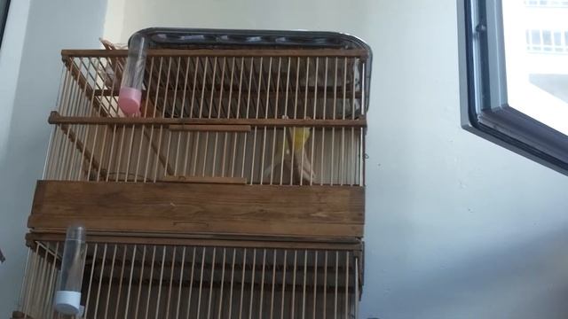 Молодой кенар начинает петь смотреть онлайн