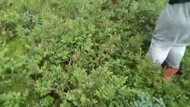 Как работает комбайн для сбора ягод. Собираем чернику комбайном. смотреть онлайн