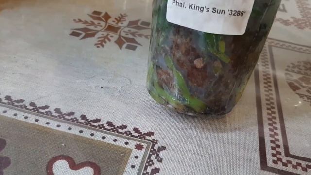 Нашла замену погибшей орхидеи Сого Релекс.Обработка, пересадка орхидеи. смотреть онлайн