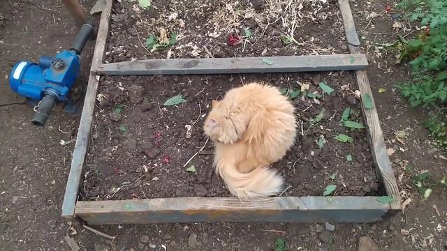 Вязание. Урожай сливы.Курица вывела цыплят. смотреть онлайн